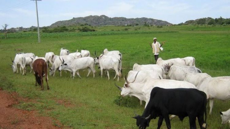 'Don’t Leave Ondo Forests' – Northern Elders Tells Fulani