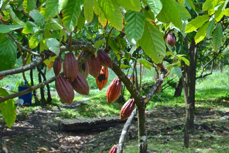 Cocoa farmers plan to replace Cocoa trees with cassava and maize if gov't hesitate to release funds