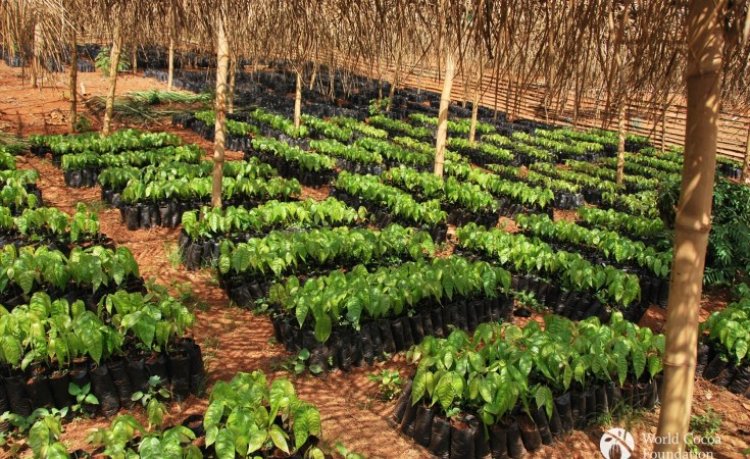 Cocoa farmers plan to replace Cocoa trees with cassava and maize if gov't hesitate to release funds