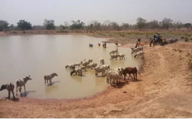 Guinea Worm  Disease Looms  In Wenchi  As residents Drink Water With Animals