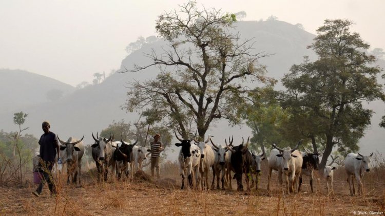 New Wenchi-Ahyiaem farmers call for gov’t intervention over Fulani herdsmen activities
