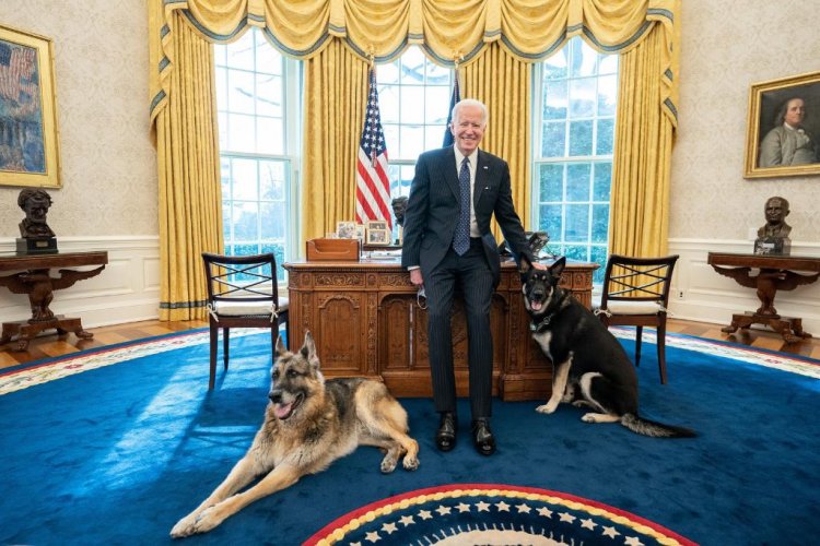 Joe Biden’s Dog Bites White House Staff