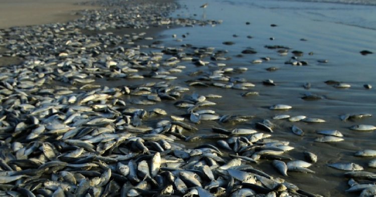 Fisheries Ministry investigating fish deaths