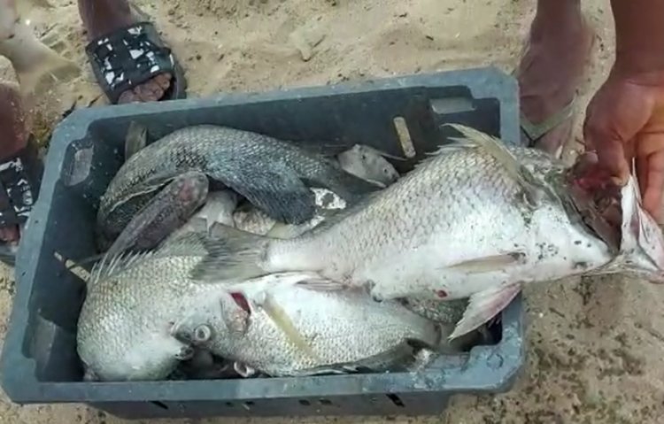 Woman confesses to eating fish washed ashore