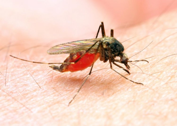Malaria fight still effective despite covid-19 - Malaria Coordinator