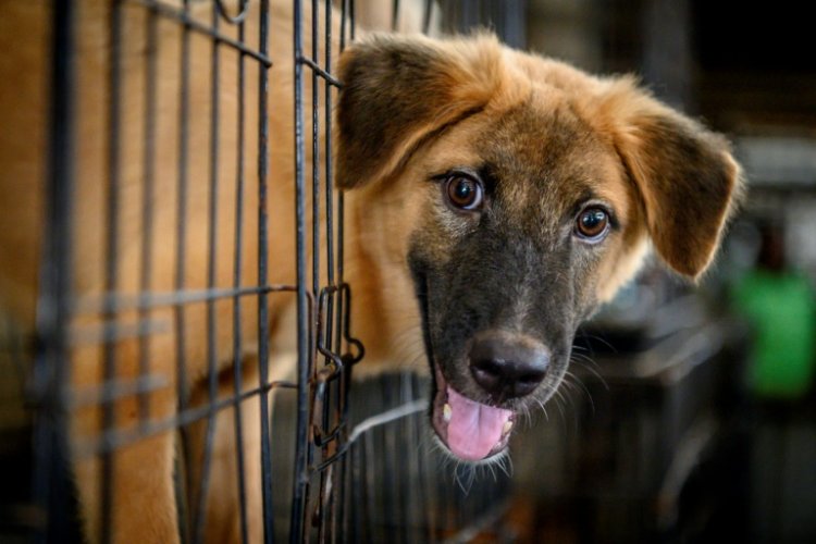 2021PHC: Cage your dogs, don’t count yourself out - Public urged