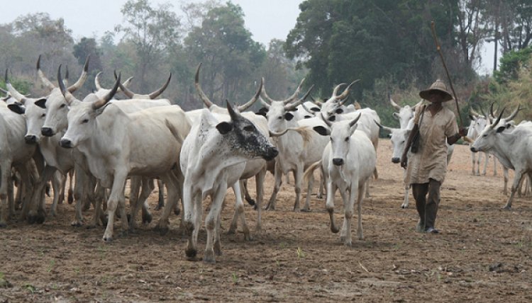 Fulani Herdsmen Reduce Prices of Livestock After Relocation 