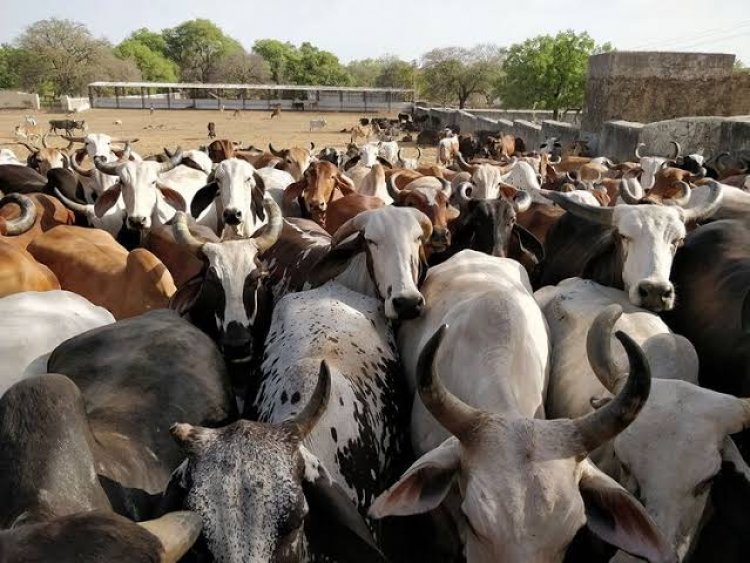 Sallah: Lagos State Bans Sales Of Rams, Cows On Highways