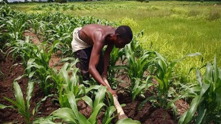 President Buhari Condemns Low Agricultural Land Use