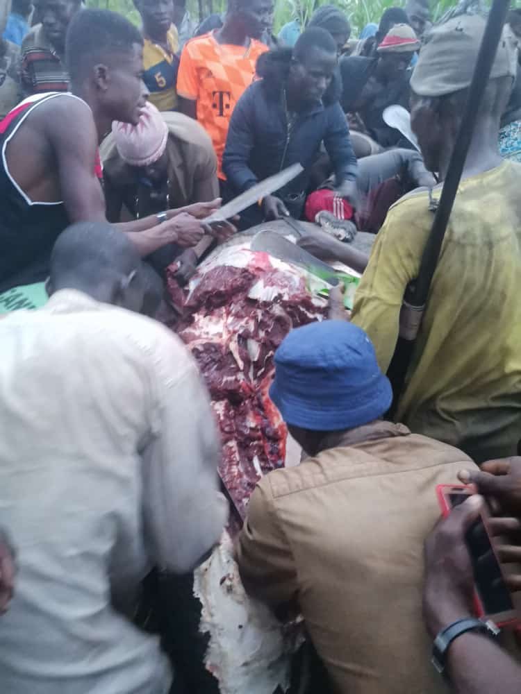 Farmer Killed by Rampaging Elephants in the North East Region