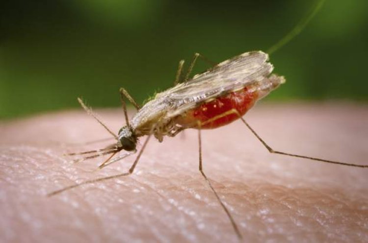 A third of mosquito bites occur during the day, according to research.
