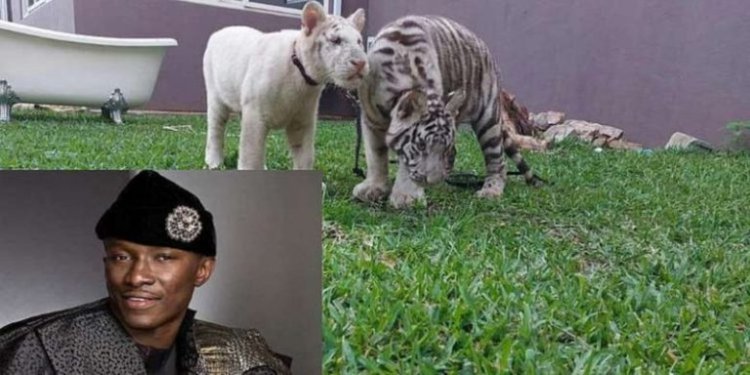 I purchased my tigers for tourism purposes, not to endanger the general public - Businessman