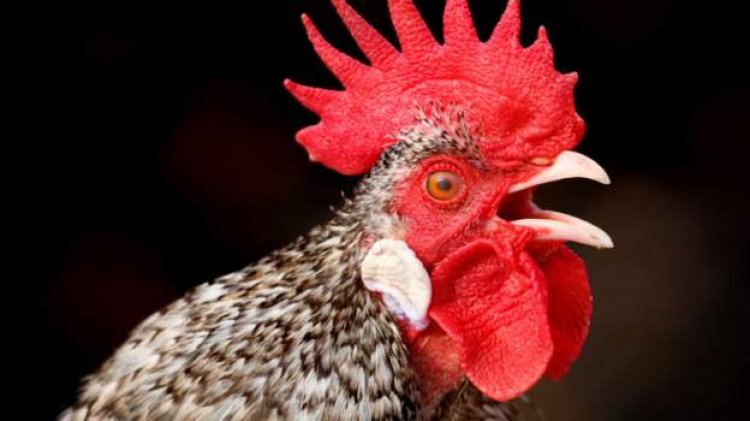Nigerian rooster loses court battle over noise complaint