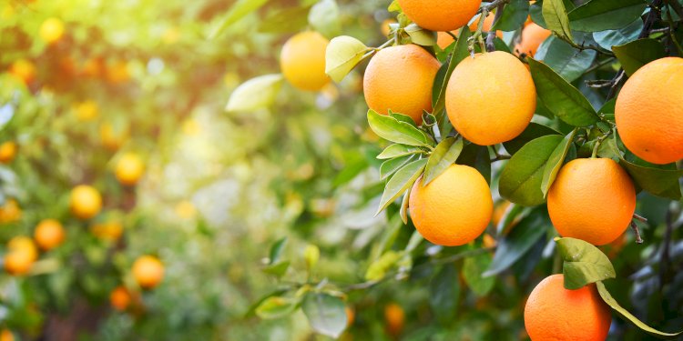 SURPRISING Health Benefits of Orange