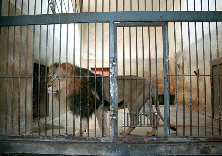 Lion Captured After Escape From Kano Zoo Cage