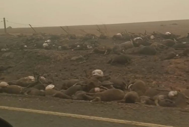 Road lined with thousands of animal carcasses after bushfires tore through