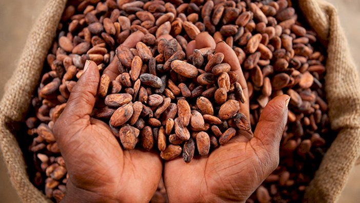 Chocolate danger: Ghana's Cocoa Output Hit Hard by Dry, Hot Winds.